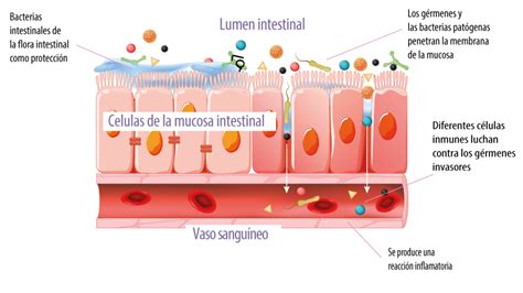 Representación de las células intestinales y el efecto protector del omega-3