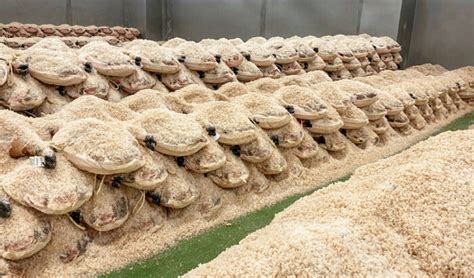 Jamones en proceso de salazón