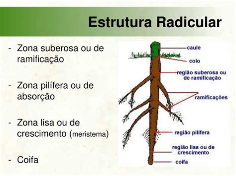 Esquema del sistema radicular del zapallo