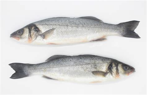 Diferencias entre lubina de acuicultura y salvaje
