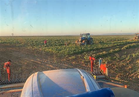 Campo de alubias en la provincia de León
