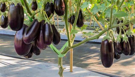 Berenjena en su planta
