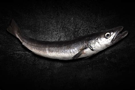 Anatomía de la merluza