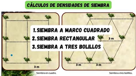 Esquema de un marco de plantación adecuado para judías de enrame