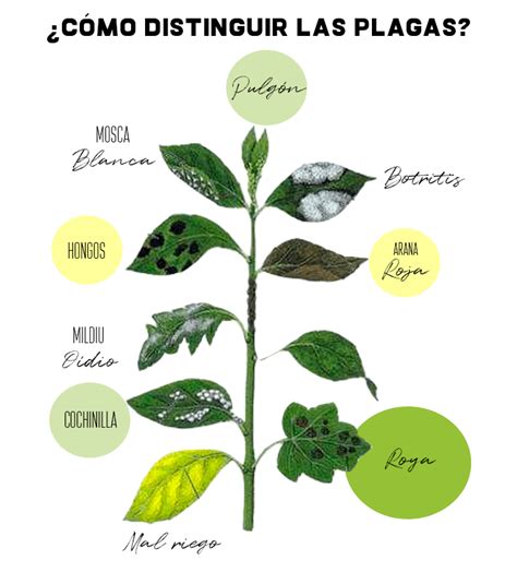 Diagrama de las principales plagas y enfermedades de las judías