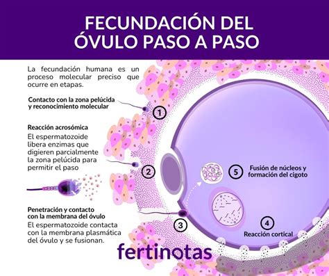 Diagrama de las barreras del óvulo y la penetración del espermatozoide