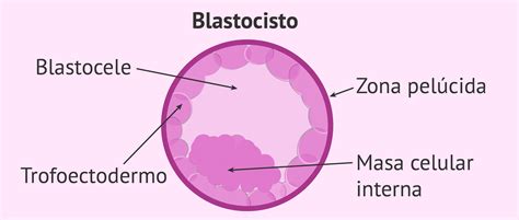 Imagen de un blastocisto con sus diferentes partes