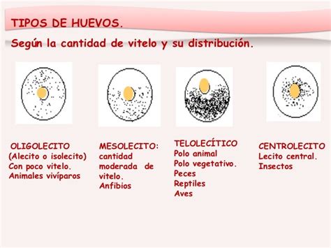 Clasificación de óvulos según la cantidad y distribución de vitelo