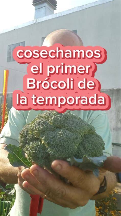 Proceso de cosecha de brócoli