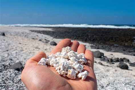 Primer plano de los rodolitos en la Playa de las Palomitas