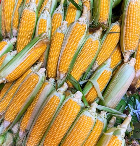 Mazorcas de maíz frescas en un mercado