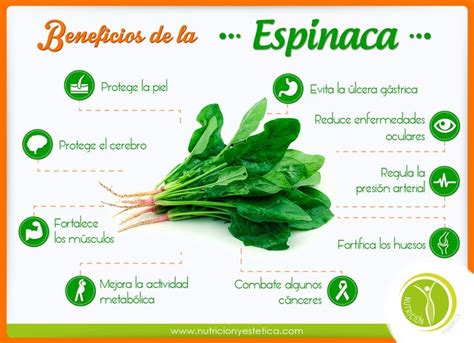 Beneficios nutricionales de las alubias y espinacas