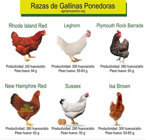 Comparativa de tipos de pollo según su crianza