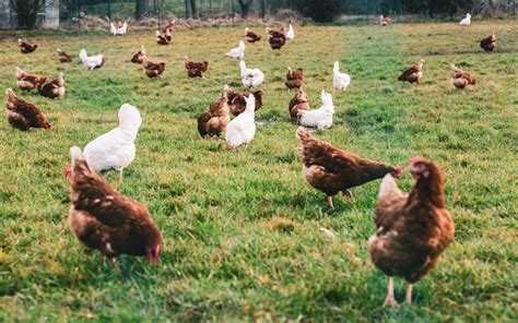 Diferencias entre pollos camperos y ecológicos