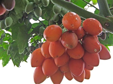 Detalle de un árbol de tomate de árbol con frutos maduros