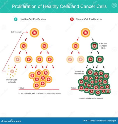 Células sanas vs. células cancerosas