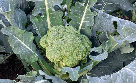 Ilustración botánica de Brassica oleracea var. italica (brócoli)