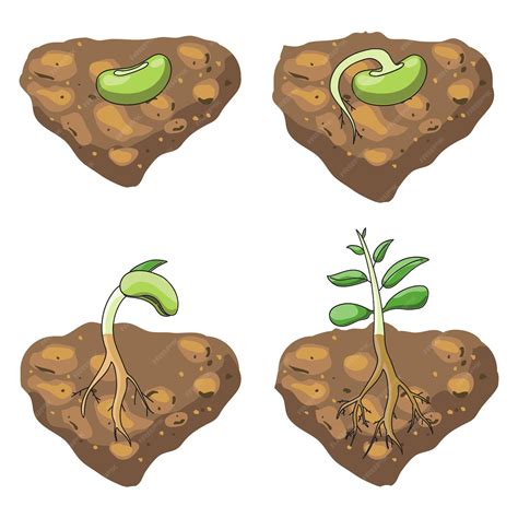 Infografía: Diferencia entre semilla, brote y planta madura