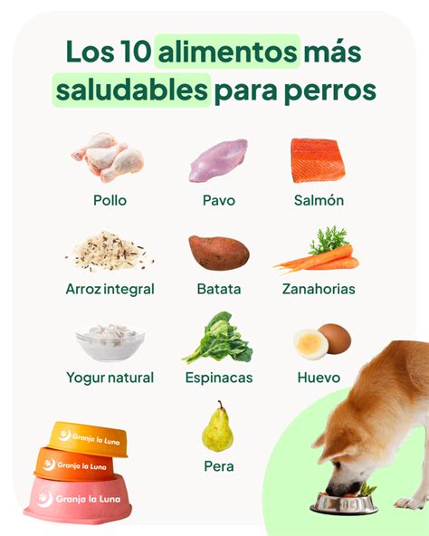 Ingredientes naturales en la comida para perros