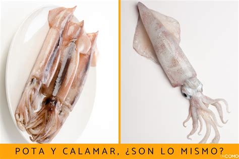Diferencias entre calamar y pota