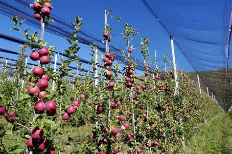 Manzana en un campo de cultivo