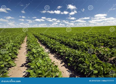 Campo de habas