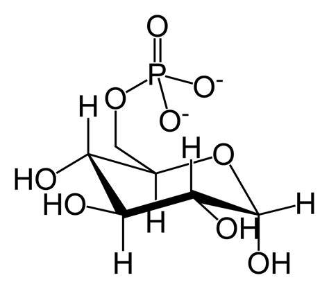 Estructura molecular de la glucosa-6-fosfato deshidrogenasa