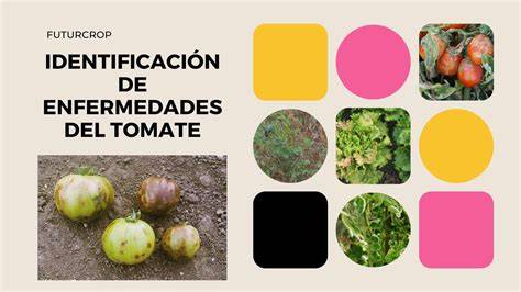 Partes del tomate afectadas por enfermedades fúngicas