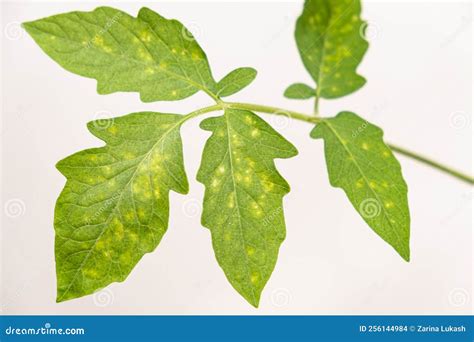 Tipos de manchas en hojas de tomate