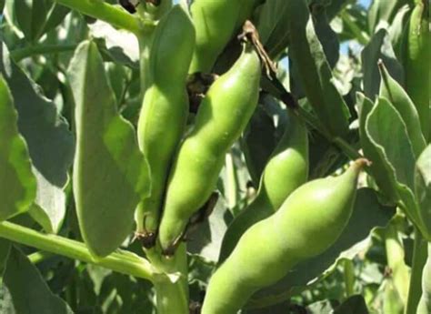 Planta de haba con sus vainas