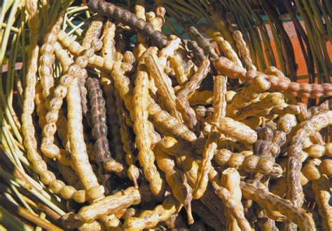 Algarrobo con sus vainas de algarroba