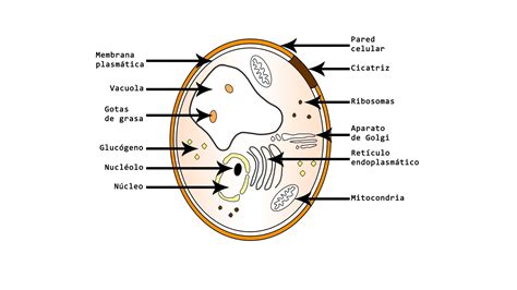 Estructura de una célula de levadura