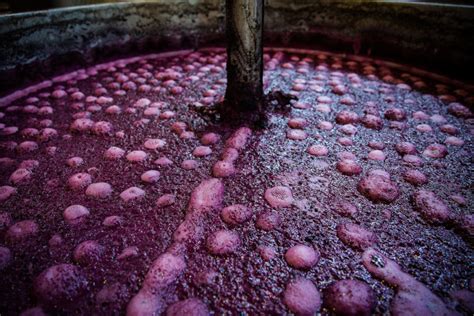 Dinámica poblacional de levaduras durante la fermentación del vino