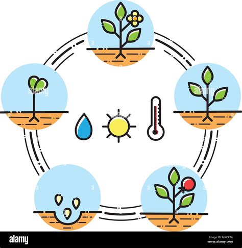 Influencia de la levadura en el crecimiento de las plantas