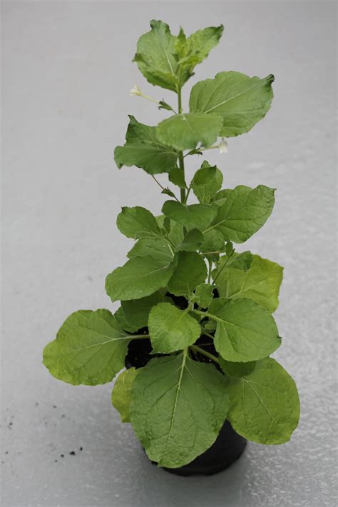 Plantas de Nicotiana benthamiana tratadas con levadura vs. sin tratamiento