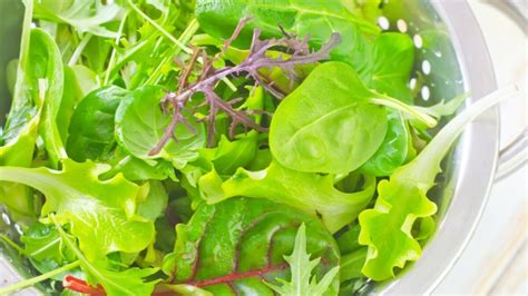 Variedad de hojas verdes para ensaladas