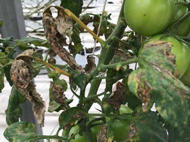 Tomates con síntomas del virus rugoso marrón del tomate