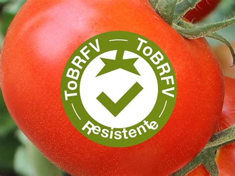 Envases de semillas de tomate resistente a ToBRFV