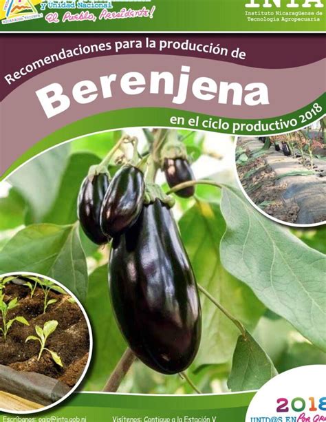 Semillas de berenjena germinando