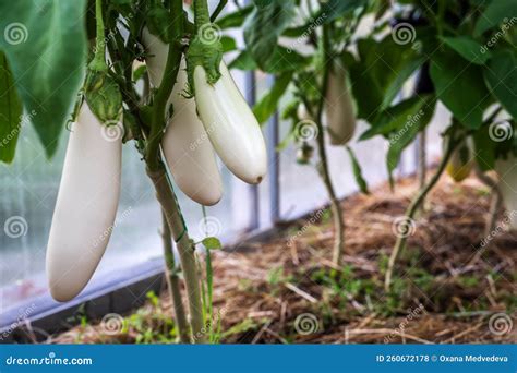 Berenjenas blancas recién cosechadas