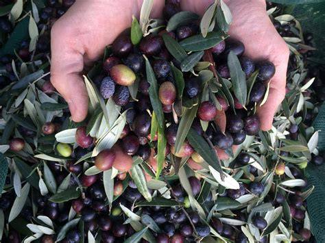 Hojas de olivo frescas y secas