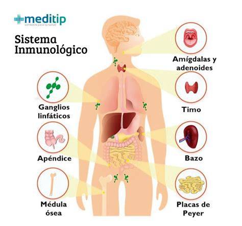 Sistema inmune humano