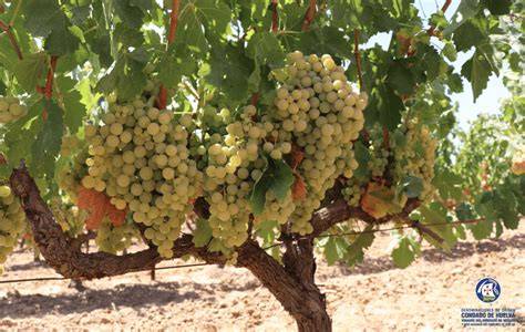 Variedades de uva de la D.O. Condado de Huelva