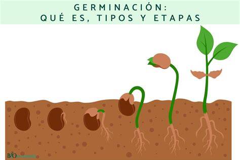 Representación del proceso de germinación de una semilla de patata