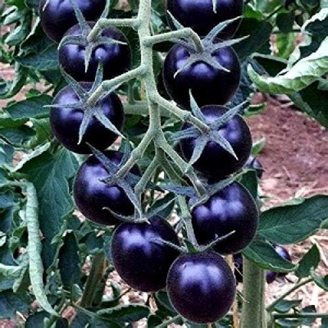 Tomate Bosque Blue maduro con su característico color azul índigo