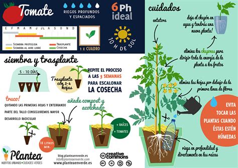 Infografía con los pasos básicos para sembrar tomates en semilleros