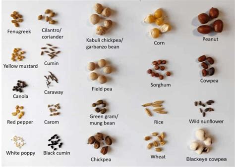 Bacalao con diferentes tipos de semillas