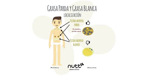 Estructura celular de la grasa parda y blanca