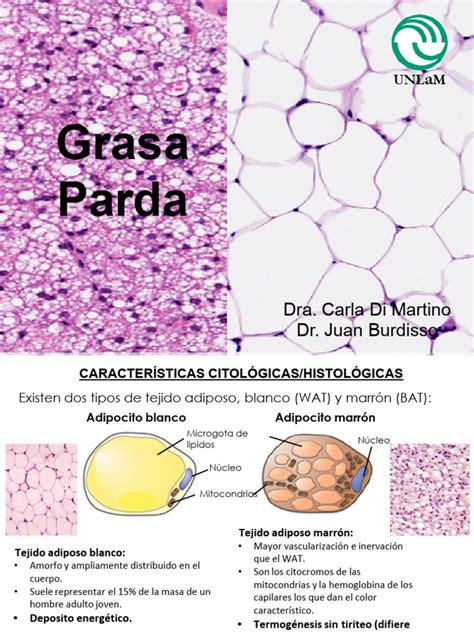 Infografía sobre la función de la grasa parda en la quema de calorías