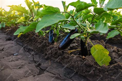 Campo de cultivo de berenjenas maduras